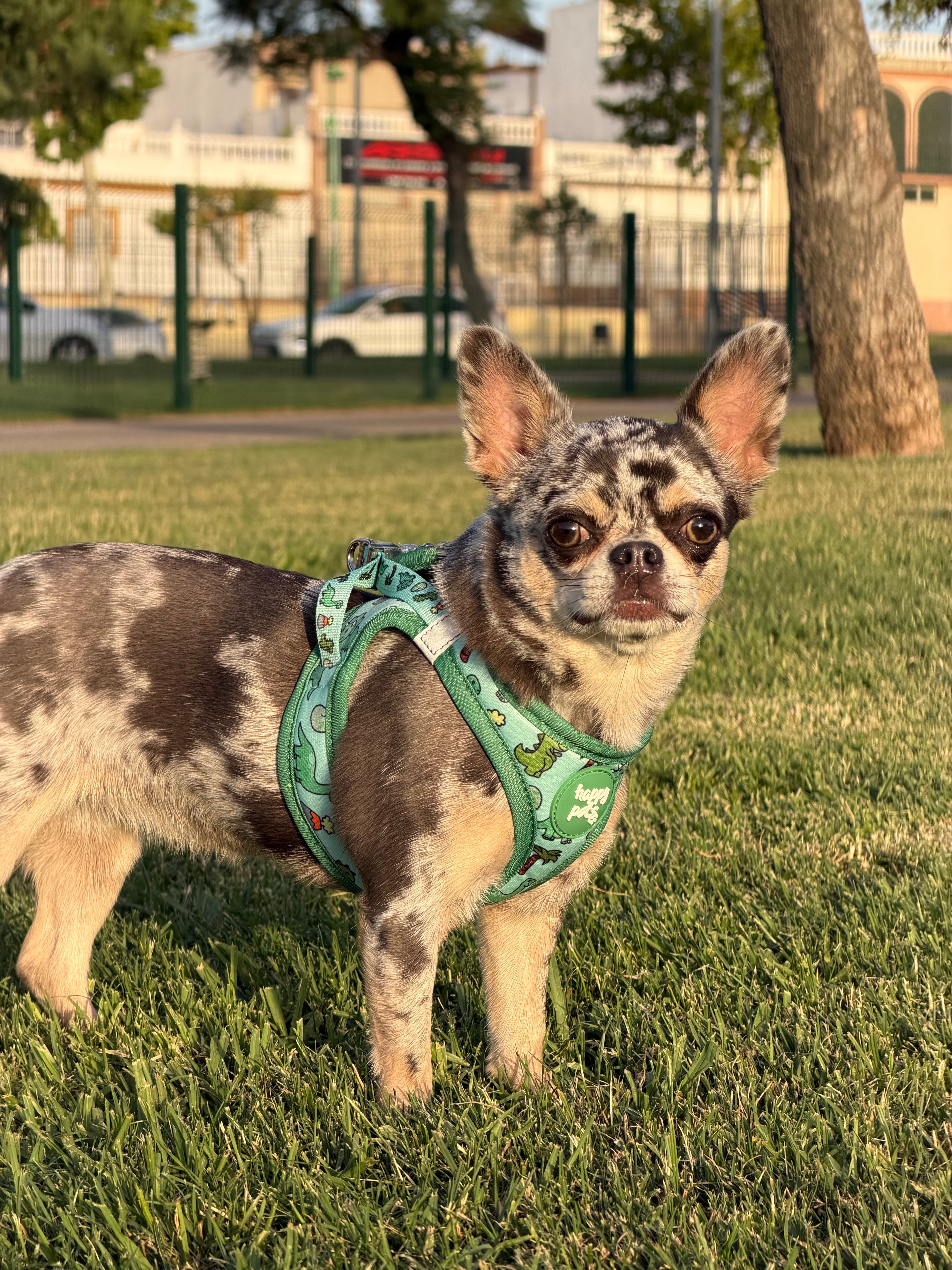 Correa Dino Happy Pets