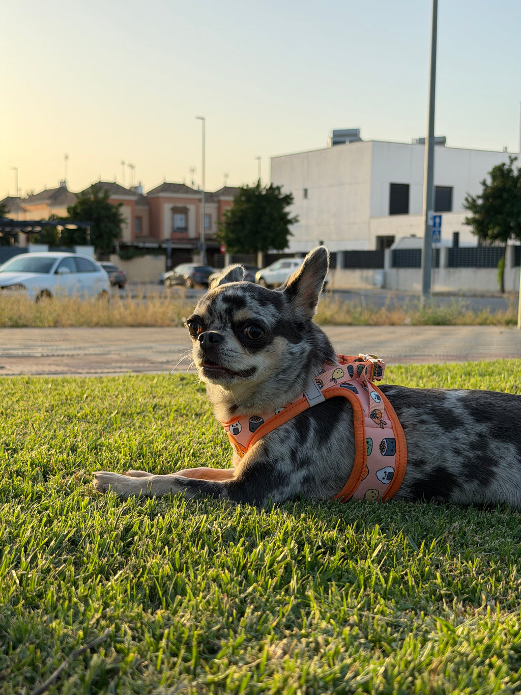 Arnés Sushi Happy Pets
