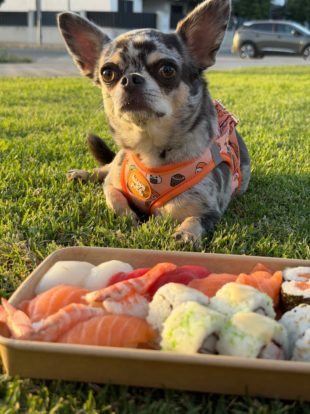 Pack Paseo Sushi Happy Pets