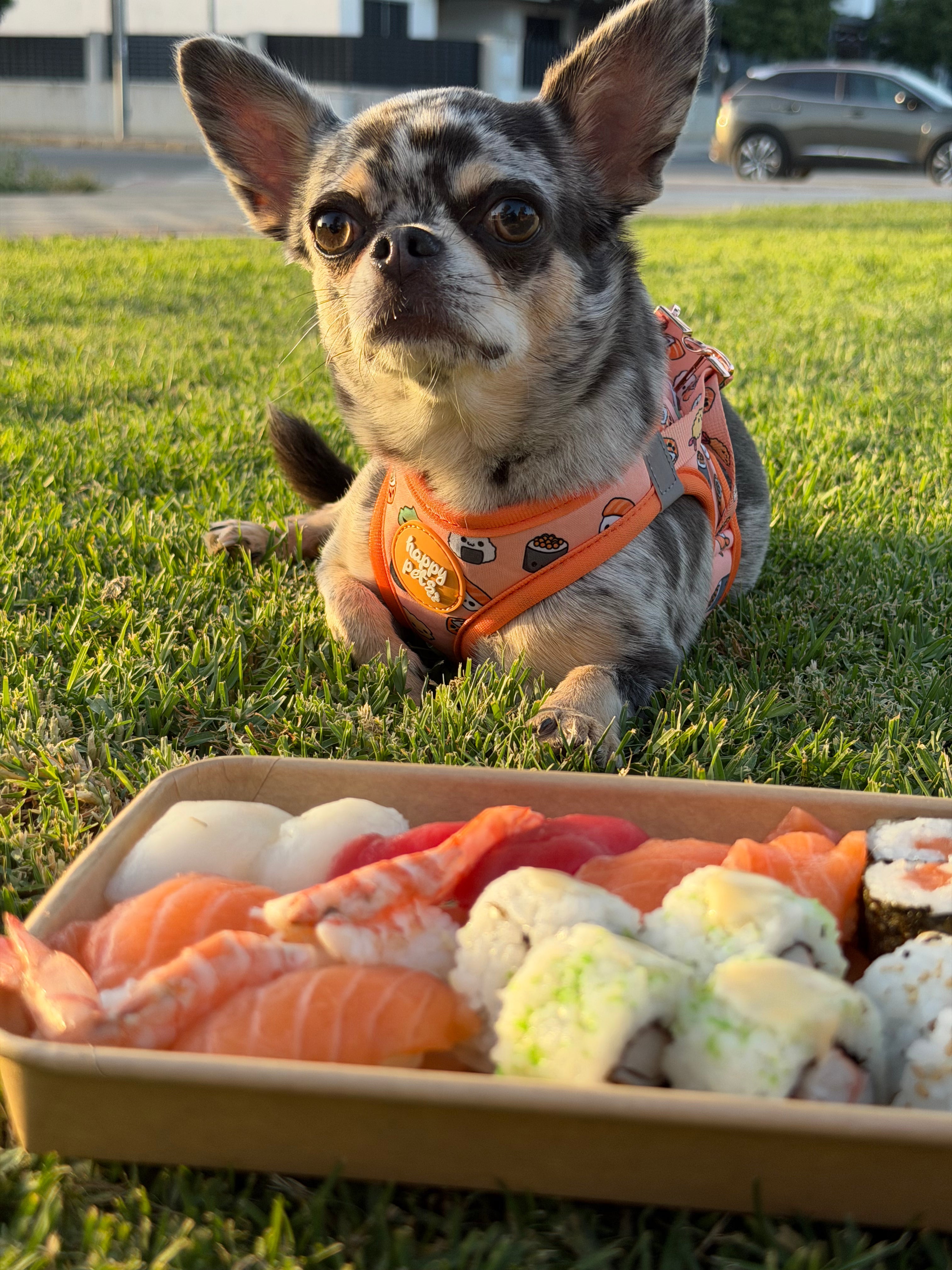 Pack Completo Sushi Happy Pets
