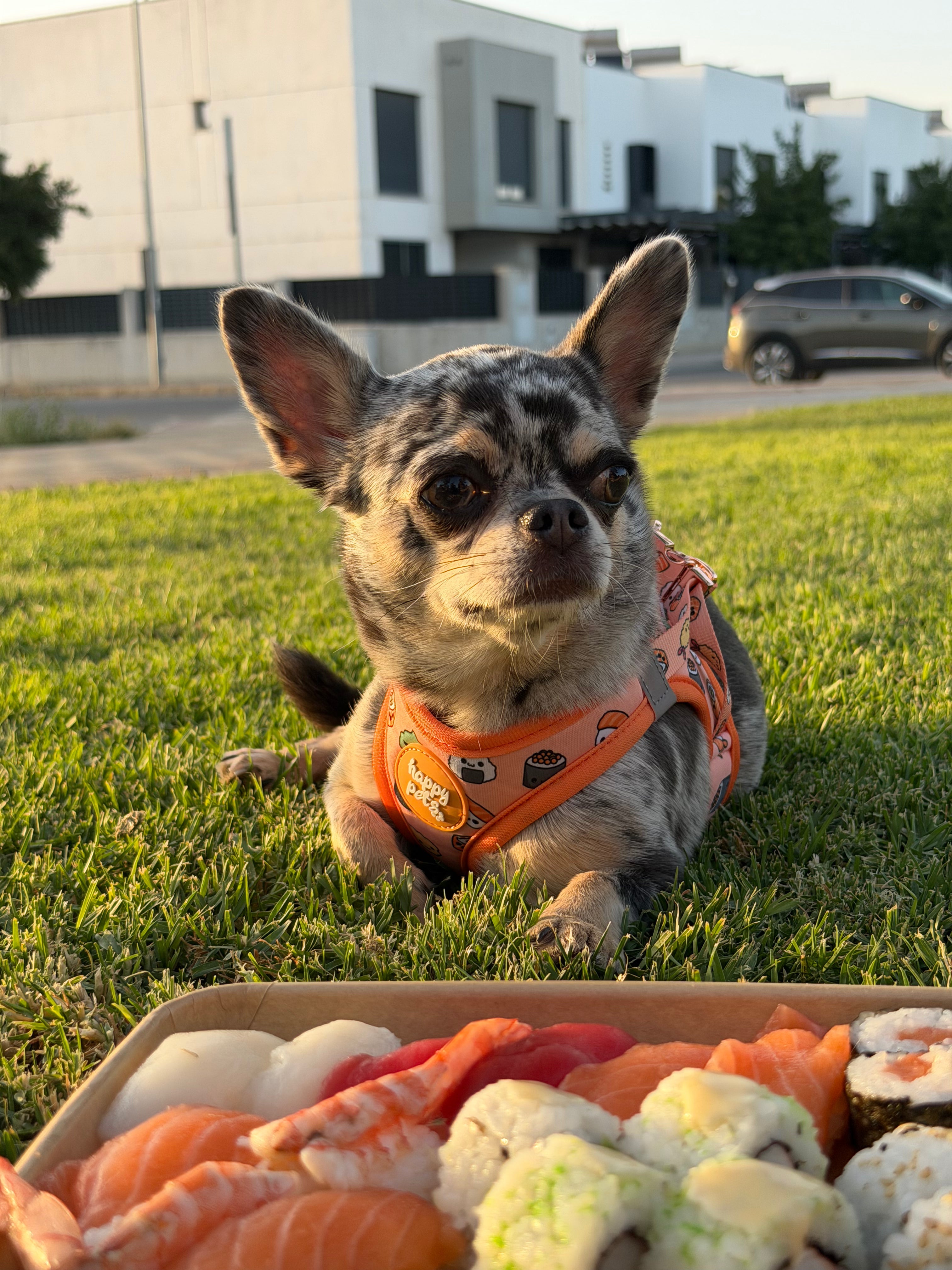 Pack Completo Sushi Happy Pets
