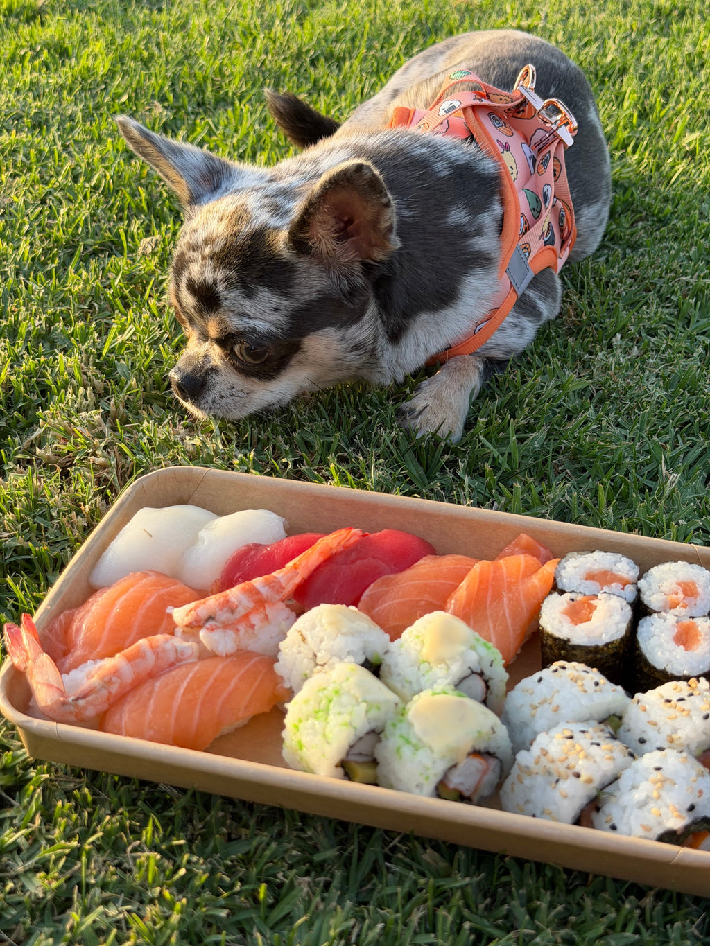 Pack Completo Sushi Happy Pets
