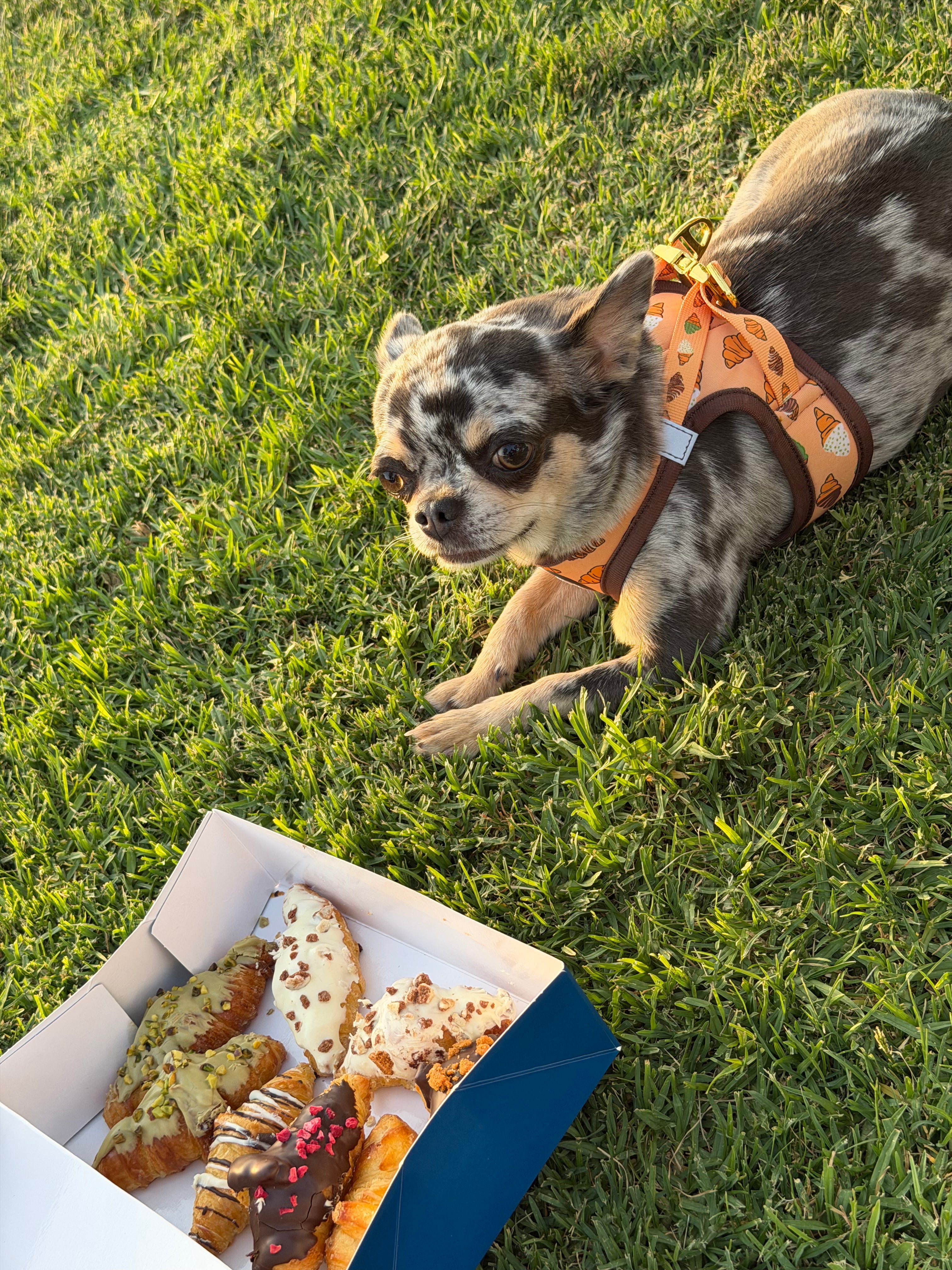 Arnés Croissant Happy Pets