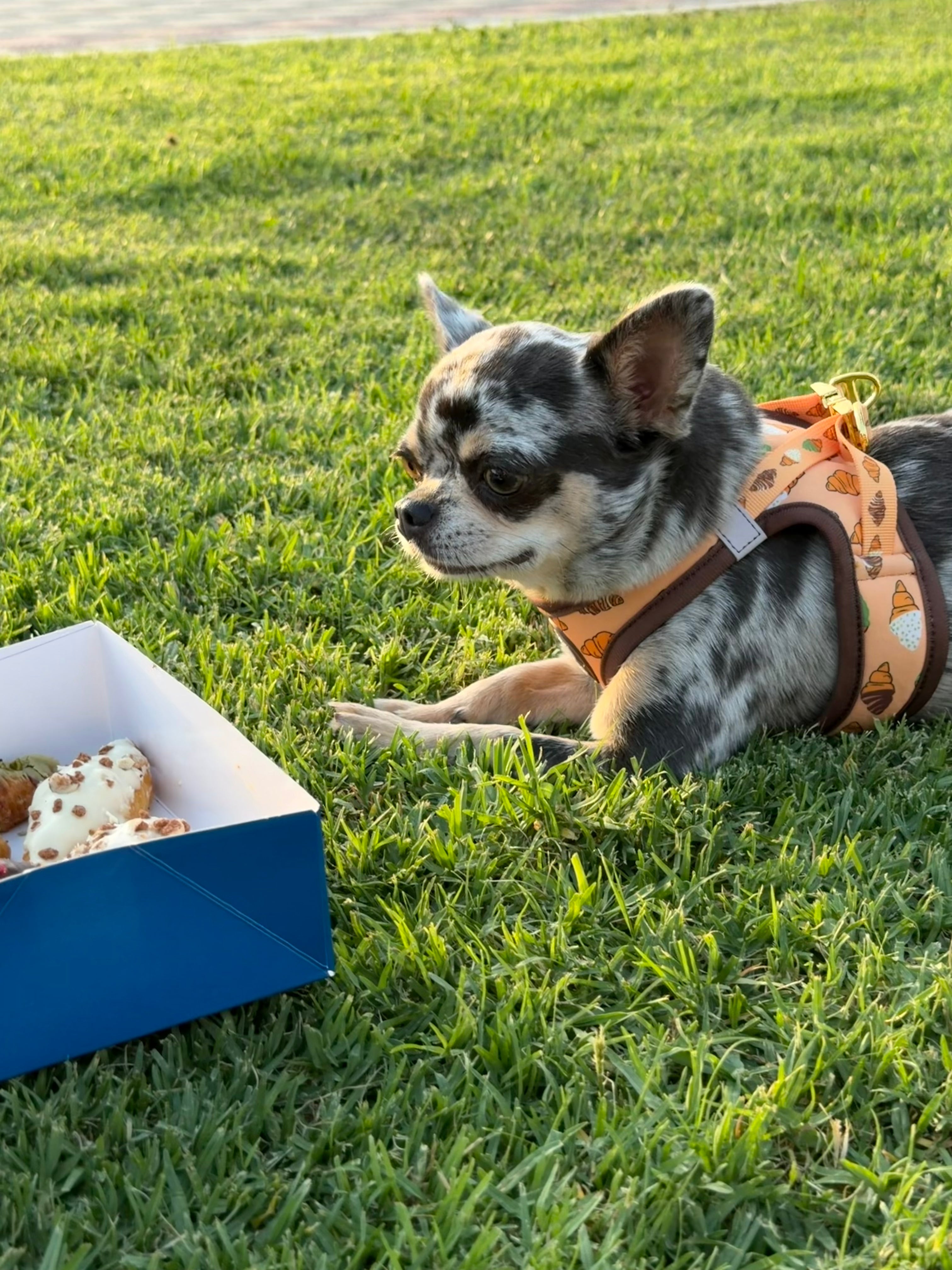 Arnés Croissant Happy Pets