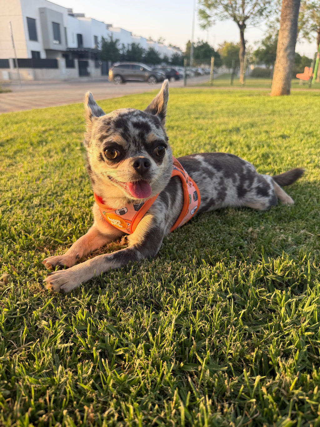 Pack Sushi Happy Pets