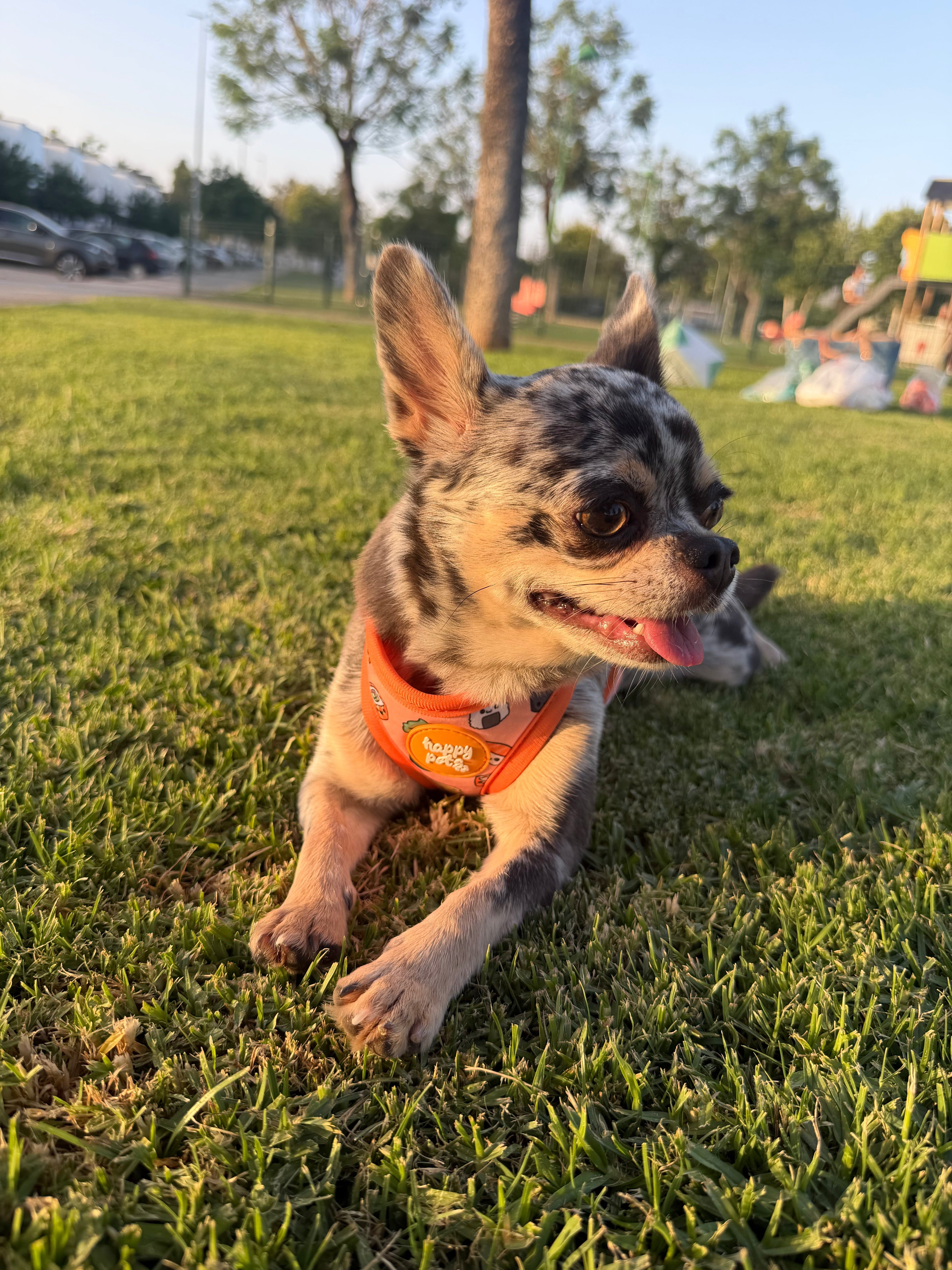 Correa Sushi Happy Pets