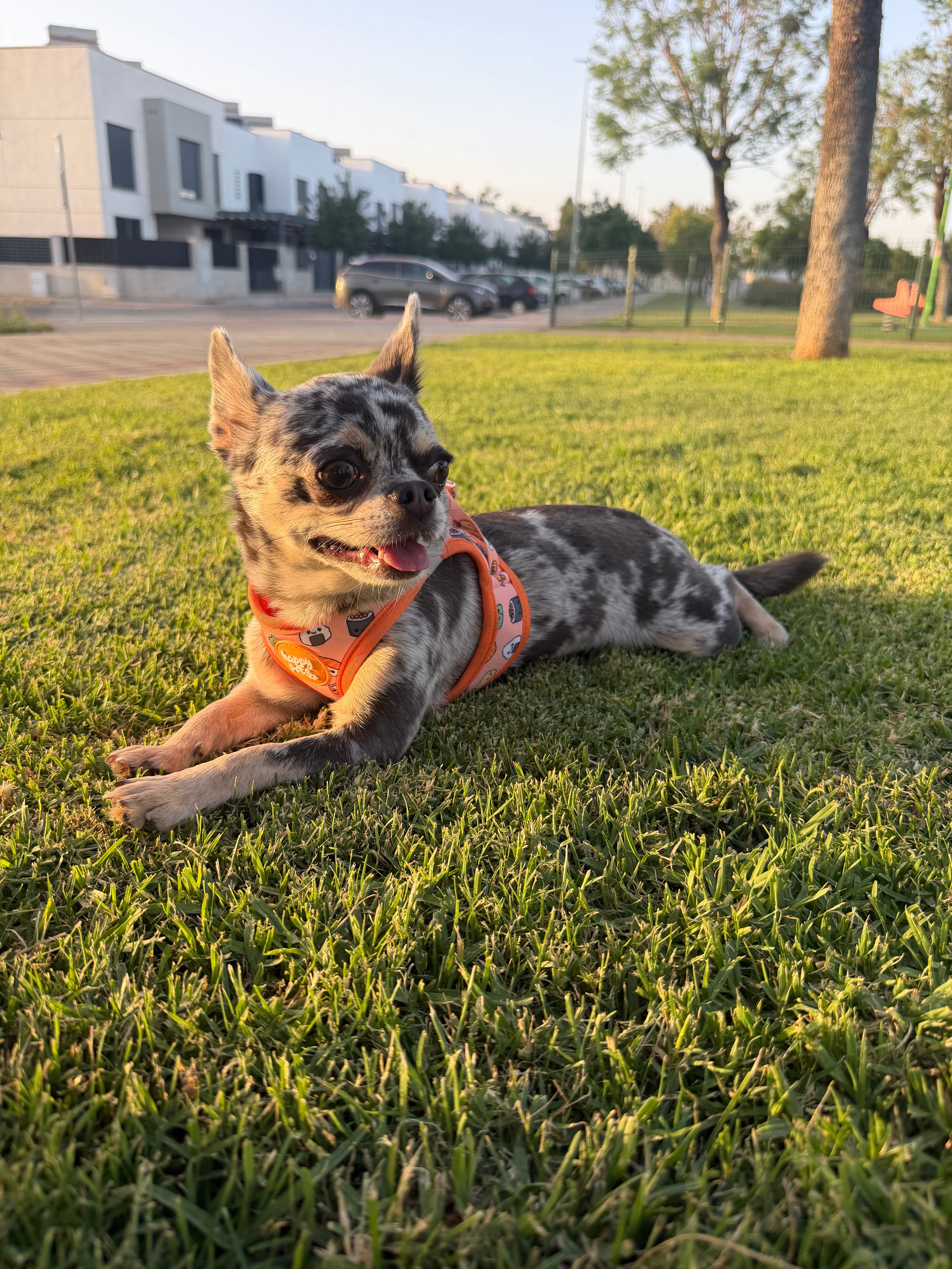 Correa Sushi Happy Pets