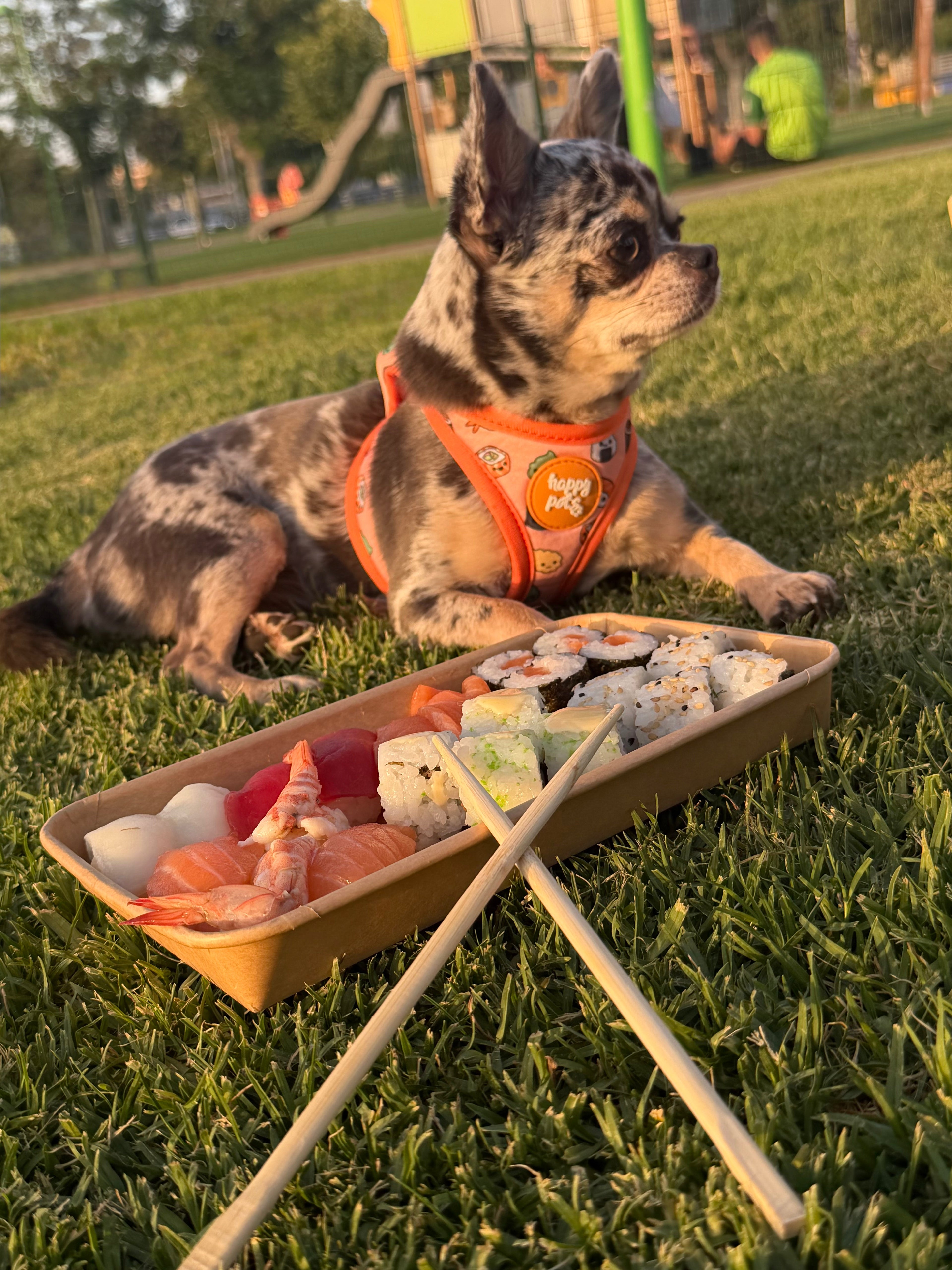 Arnés Sushi Happy Pets